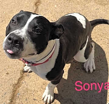 Photo of Sonya Uriah Philly