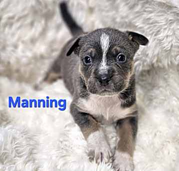 Photo of NY Manning Avail April 26