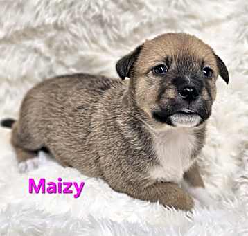Photo of NY Mazy (Foster Carmel)