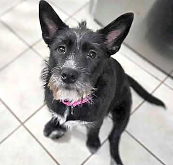 Photo of NY Maggie Avail April 26