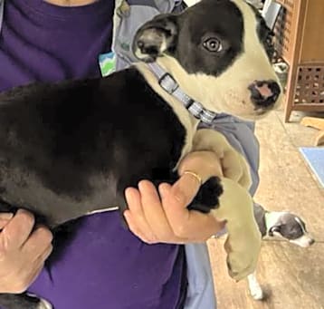 Photo of Tinker