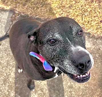 Photo of Stella