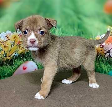 Photo of NY Avery (Foster Carmel)