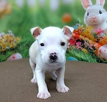 Photo of NY Ares (Foster Carmel)