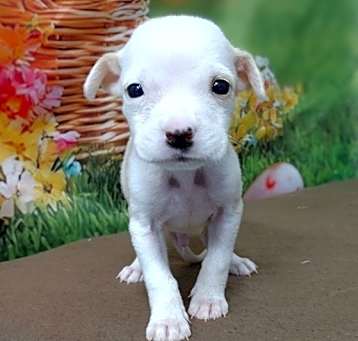 Photo of NY Aiden (Foster Carmel)