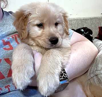 Photo of August “Auggie”