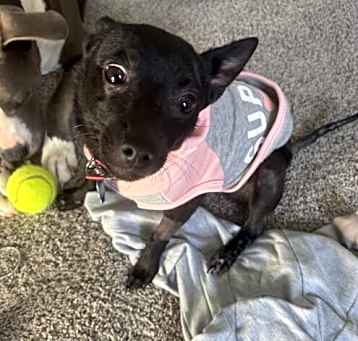 Photo of Roxy