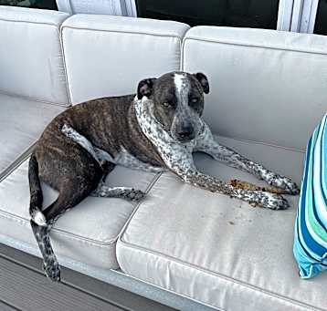 Photo of Petey