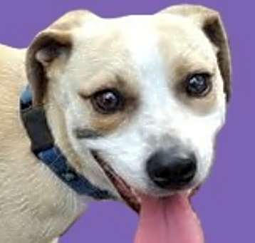 Photo of Brownie