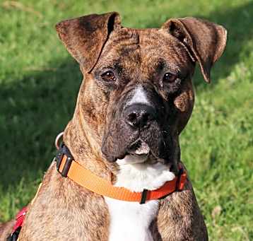 Photo of Pumpkin