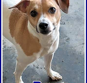 Photo of Dexter
