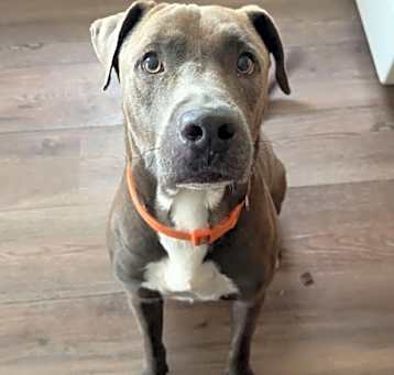 Photo of Rocco