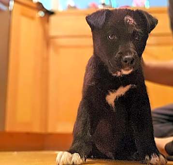 Photo of Omelette