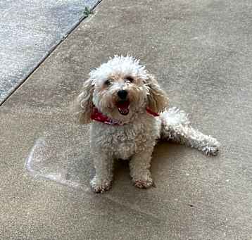 Photo of Splinter