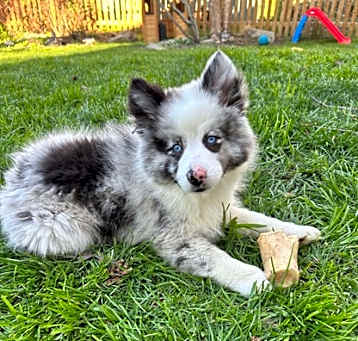 Photo of Skye