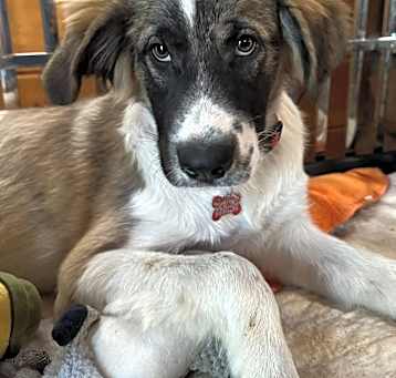 Photo of Lancelot