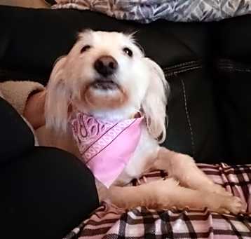 Photo of Aspen