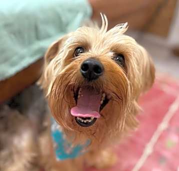 Photo of Humphrey