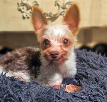 Photo of Garrison. ADOPTED