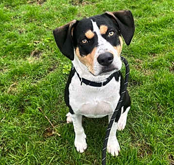 Photo of Tucker