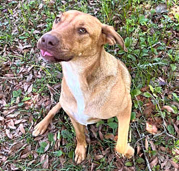 Photo of Chester