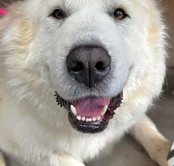 Photo of Luna
