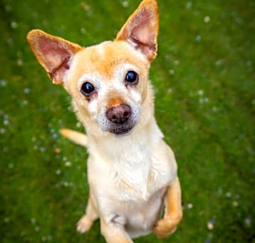 Photo of Peanut
