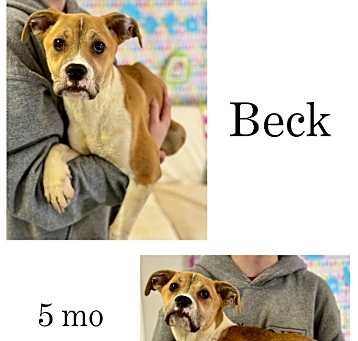 Photo of Beck