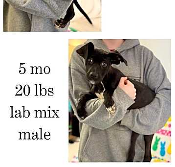 Photo of Dexter