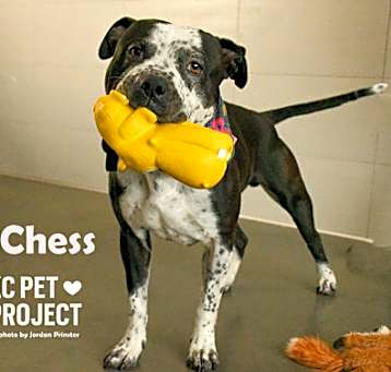 Photo of Chess