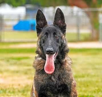 Photo of Sabre