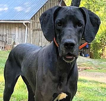 Photo of Harley