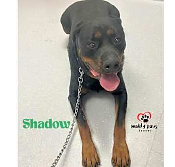 Photo of Shadow (Courtesy Post)