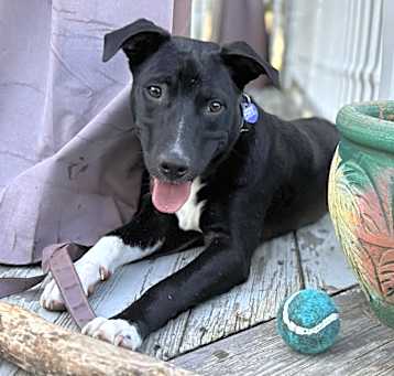 Photo of DALTON  38 LBS   8-9 MOS   DONATION ONLY    FOSTERED IN NJ