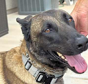 Photo of Harlow - located in AZ