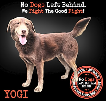 Photo of Yogi 7514
