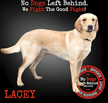 Photo of Lacey 7628