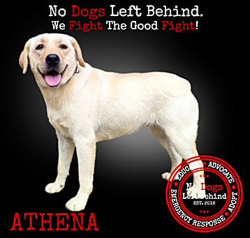 Photo of Athena 9888