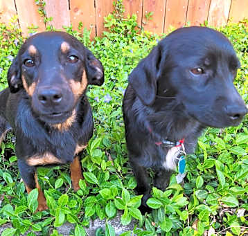 Photo of Shyla and Lyra