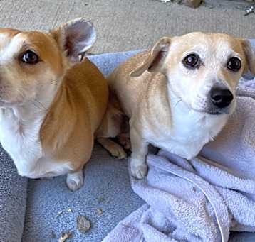 Photo of Daisy & Joby