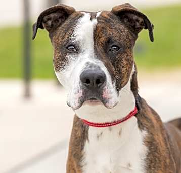 Photo of Barney