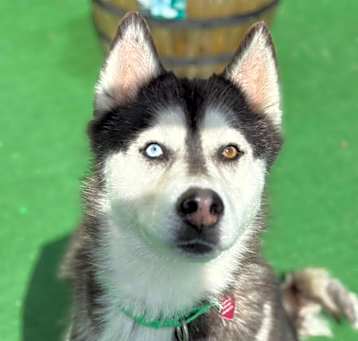 Photo of Lila