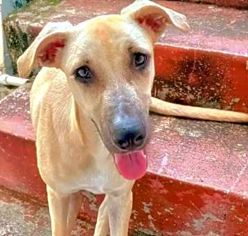 Photo of SANDY