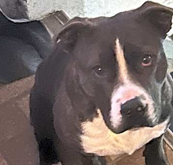 Photo of Blaze