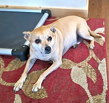 Photo of Trixie