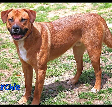 Photo of Archie
