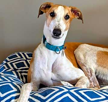 Photo of Pepper Jack