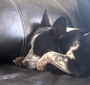 Photo of Moxie
