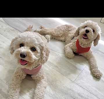 Photo of Bella