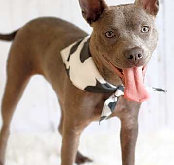 Photo of Gimlet